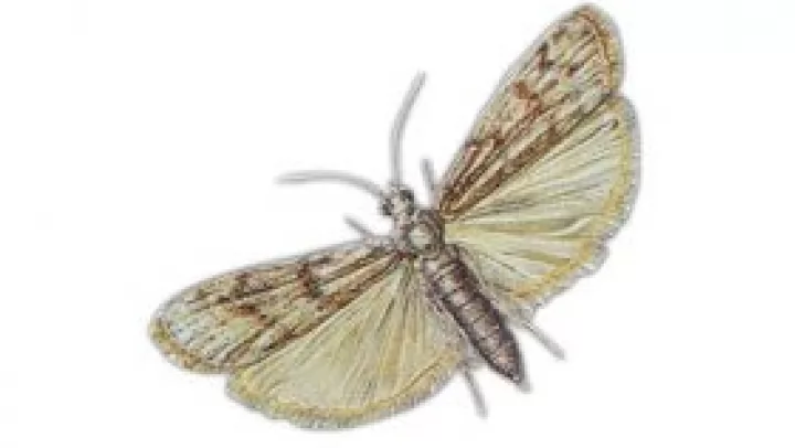 Güve İlaçlama