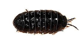 Tespih Böceği İlaçlama