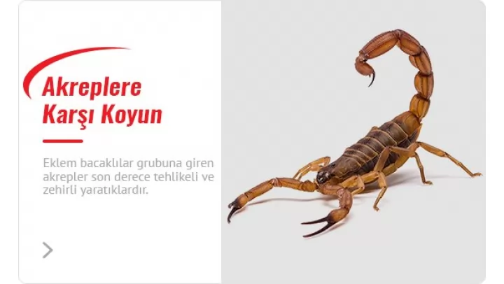 kadıköy akrep ilaçlama