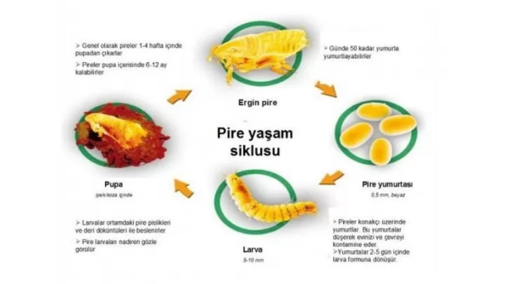 bakırköy pire ilaçlama
