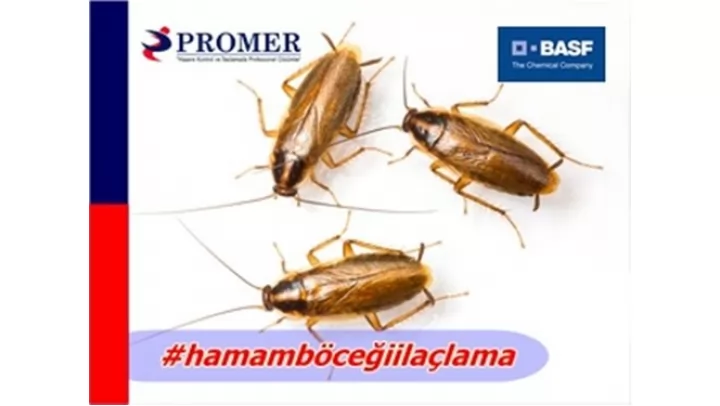 çekmeköy hamam böceği ilaçlama