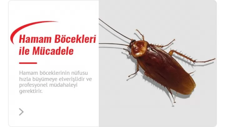 hamam böceği istila belirtileri