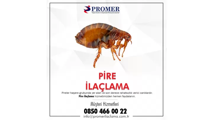 küçükçekmece pire ilaçlama
