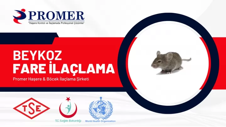 beykoz fare ilaçlama