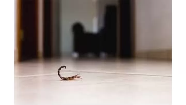 Evde Akrep Neden Olur
