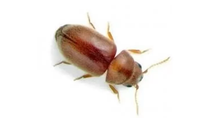 SUSAM BÖCEĞİ İLAÇLAMA